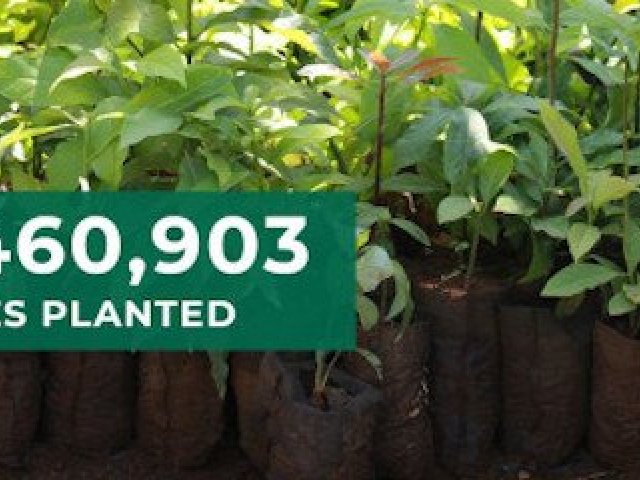 EET Group nechává za každých pět odeslaných zásilek vysadit jeden strom. Od roku 2020 je jich už 1,5 milionu