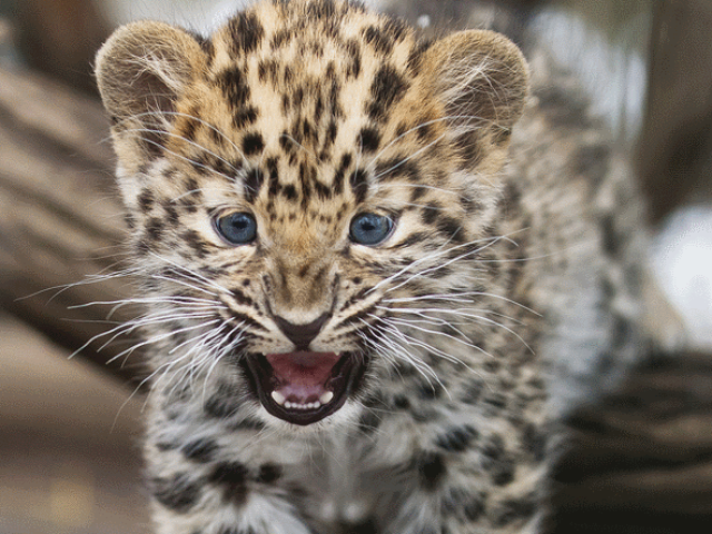 Canon Zoom 2014 v pražské ZOO